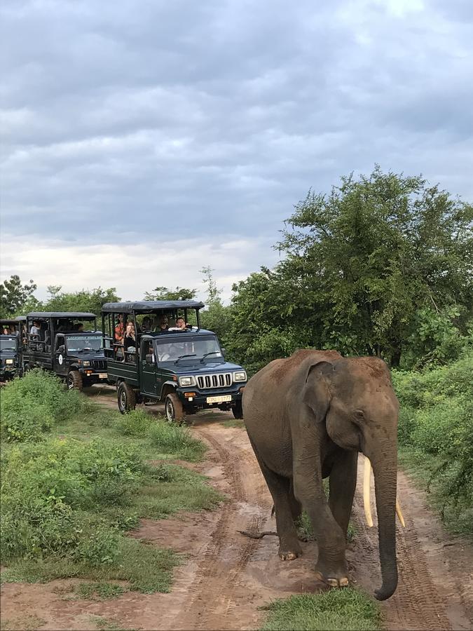 Dinesh Safari Homestay Udawalawe Exteriör bild