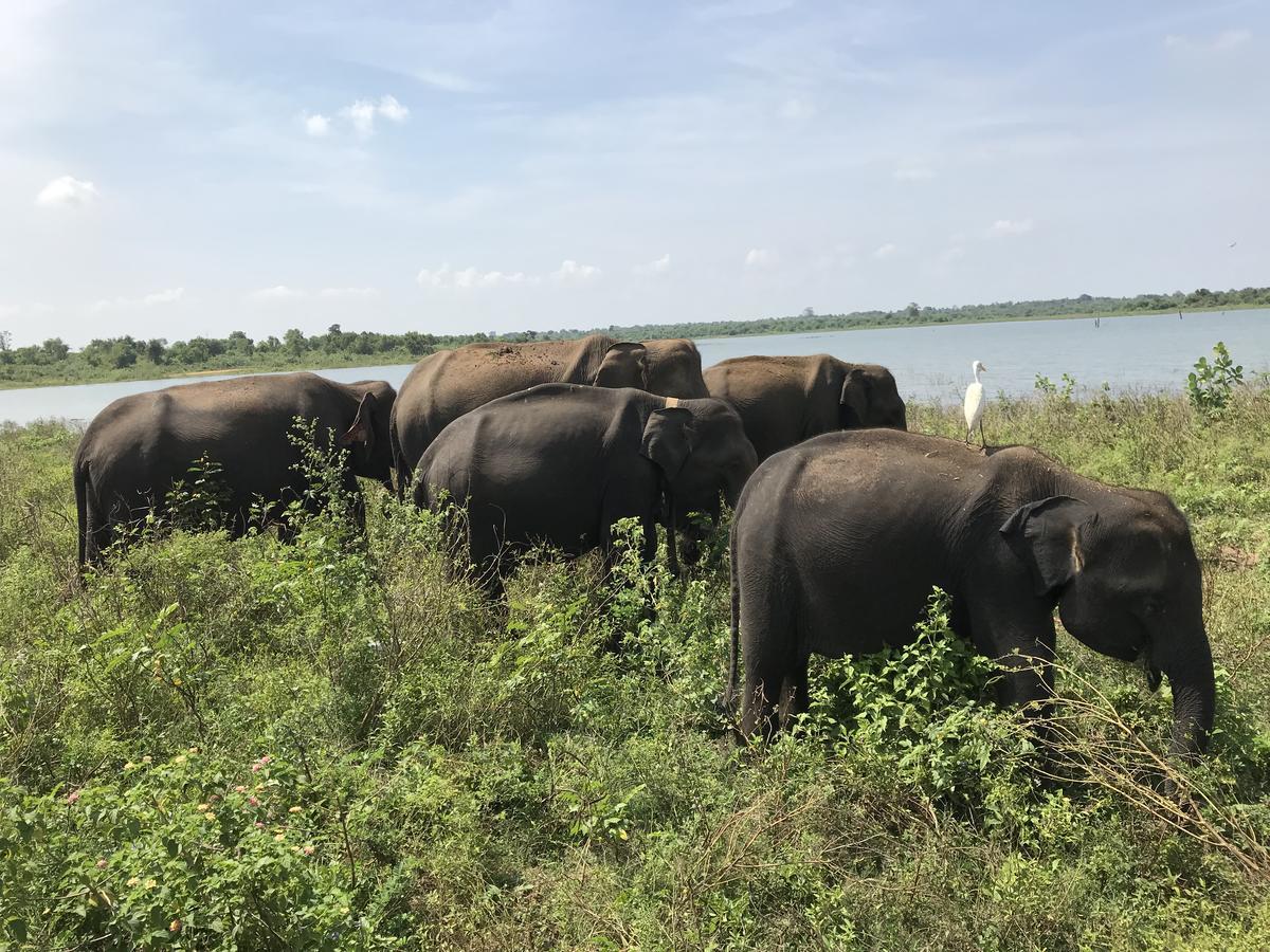 Dinesh Safari Homestay Udawalawe Exteriör bild