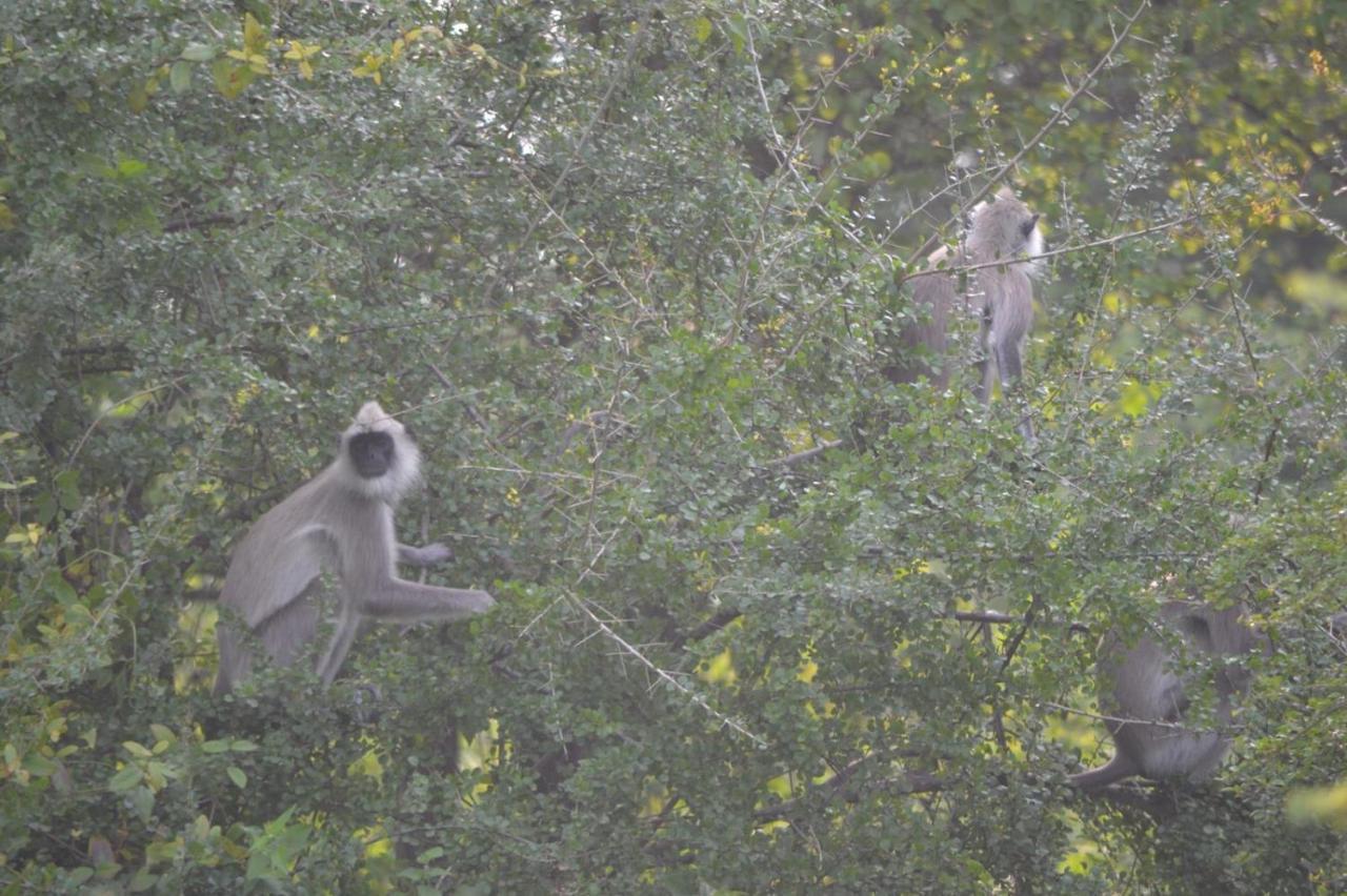 Dinesh Safari Homestay Udawalawe Exteriör bild